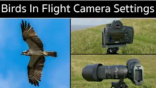 Camera Settings for Photographing Birds in Flight + Canon 5D Mark IV and Sigma 150-600mm Tips