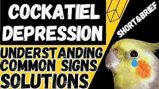 Cockatiel depression signs pet owners should know!!!Short&brief|افسردگی عروس هلندی  #پت #pet