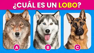 Adivina el Animal Correcto🐺🧐🐶| Diferencia y Reconoce los Animales ✅