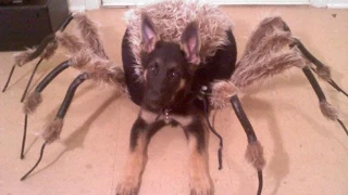 Mutant Spider Dog (SA Wardega)