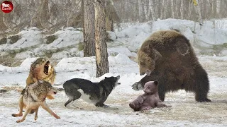 Hungry Wolf Recklessly Attack Their Prey and Own Kind