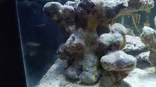 Морской аквариум 100л все с начало