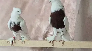 27 января 2024 г. андижанские голуби узбекские голуби