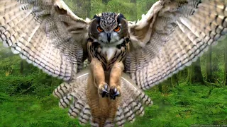So dangerous and the most dashing owl    #shortsvideo  #youtube  #shortsvideo