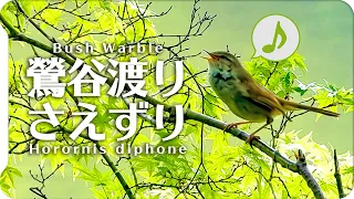 ウグイスの鳴き声02上手なさえずりと谷渡り捕食しながら【野鳥の鳴き声図鑑】身近な生き物語Japanese Bush Warbler / Horornis diphone【Bird chirping