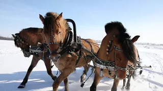 Природный парк Олений.  Тройка лошадей