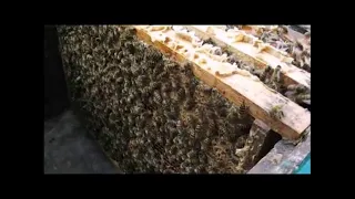 весна на пасеке - формирование отводков для ухода от роения пчел, часть 2