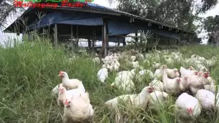 Organic/Natural Farming: Free-range/Pastured Chicken