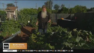 In the Garden: Harvesting squash