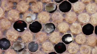 Beekeeping Basics - How to spot Chalkbrood in your Honeybee colony - The Norfolk Honey Co.