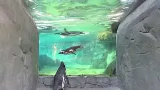 Walking with Penguins at the Aquarium of the Pacific