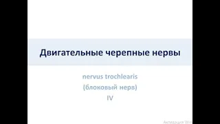 Двигательные черепные нервы. Блоковый нерв IV пара ЧПН (nervus trochlearis)