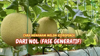 Cara menanam melon hidroponik fase generatif - MENANAM MELON