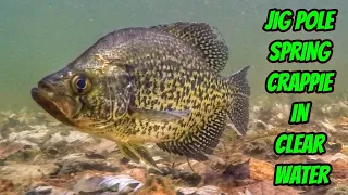 HOW TO JIG POLE SPRING CRAPPIE IN SHALLOW CLEAR WATER- Never before seen footage!