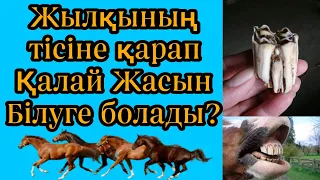 Жылқы тісіне қарап жасын анықтау