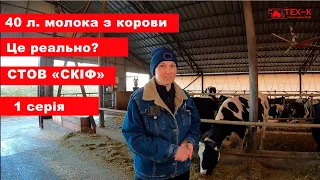 Хочете дізнатися як отримати 40 л. молока з корови?