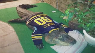 Alligator seized in New York home; owner speaks out