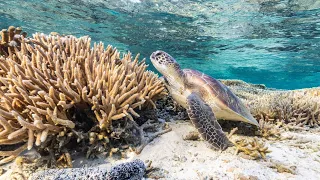 Great Barrier Reef experiencing severe bleaching