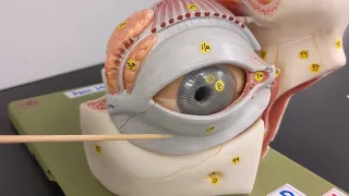 Eye Anatomy | Review and Practice