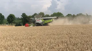 New Claas Trion 750 hybrid combine harvesting wheat