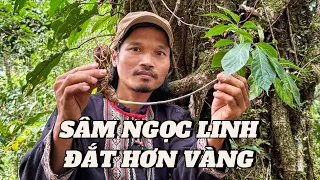 TRỞ LẠI RỪNG TÌM SÂM NGỌC LINH LOẠI SÂM QUÝ HIẾM ĐẮT HƠN VÀNG | Già Làng Tây Nguyên