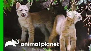 Lynx Kittens Explore Their Exhibit for the First Time! | The Zoo