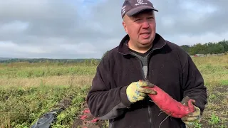 Батат Лос-Анджелес - смачний і урожайний сорт батату. Секрети вирощування