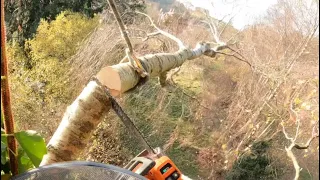 Tree removal mid-wales UK, 540i xp #arborist  #treeclimbing #arblife #husqvarna #tree #climbing