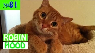ПРИКОЛЫ 2017 с животными. Смешные Коты, Собаки, Попугаи // Funny Dogs Cats Compilation. Апрель №81