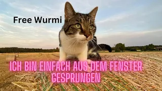 Ist diese Katze Lebensmüde? 😱