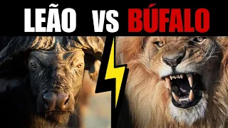 EVERY TIME THE BUFFALO DESTROYED THE LIONS WITH HORNS