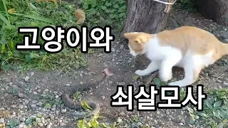 이웃집 고양이와 쇠살모사의 싸움