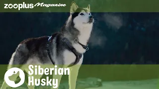 Everything you need to know about the Siberian Husky | zooplus Magazine