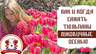 КАК И КОГДА САЖАТЬ ТЮЛЬПАНЫ ОСЕНЬЮ. ИТОГ ПОТРЯСАЮЩЕЕ ЦВЕТЕНИЕ.