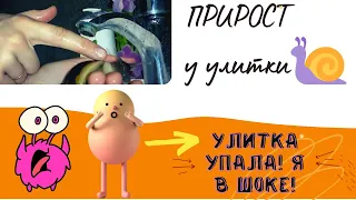 ПРИРОСТ у улиток Ахатин/Беда! Улитка УПАЛА и повредила ракушку!