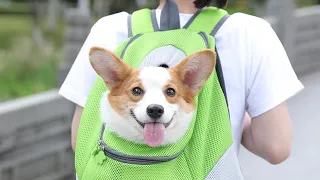 Small Dog Carrier Backpack for Traveling Hiking