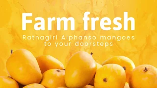 Brand Film - Mangoes Mumbai - Farm Fresh Ratnagiri Alphonso Mangoes To Your Doorsteps