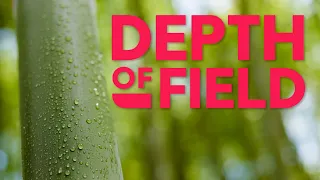 What is Depth of Field (and 3 ways to change it)