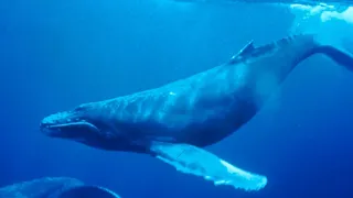 Marine mammal | Wikipedia audio article