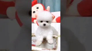 【Compilation】Dog Pet Puppy Pomeranian Grooming Teddy bear style ! dogs story ! #short 38