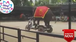 Elephant Cycle Riding