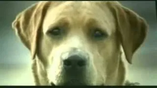 Banned commercial - funny dog suicide attempt