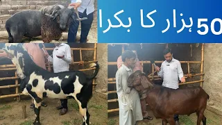 2024 Bakra Eid Qurbani| 50 ہزار کا بکرا عید الفطر 2024