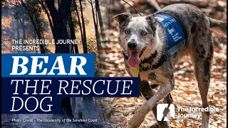 Koala Crisis: Bear the Rescue Dog finds Dehydrated Mother and Joey