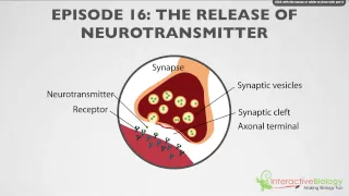 016 The Release of Neurotransmitter