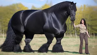 Most Expensive Show Horse in the World. Can You Guess the Price?