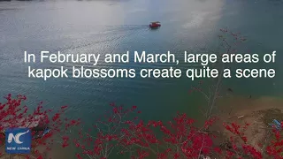 Aerial view of Kapok blossom in China's Hainan