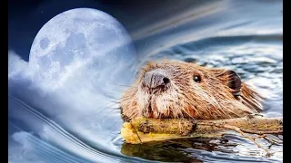 Spiritual Significance of the Beaver Moon