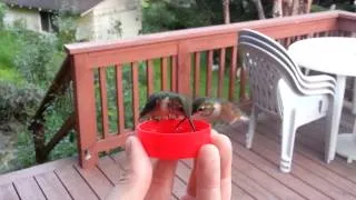 Hand-Feeding Hummingbirds