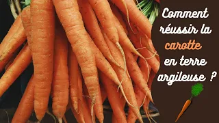 Réussir la carotte en terre argileuse